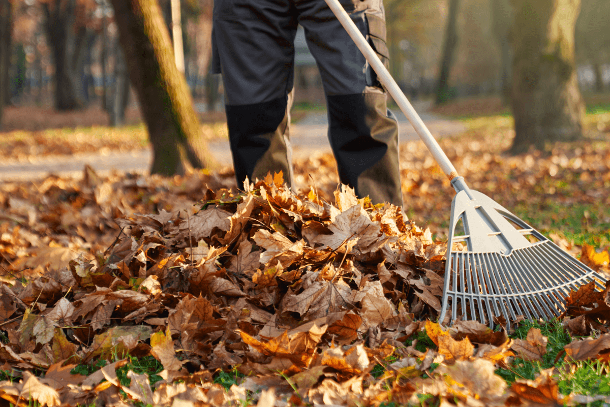 Leaf Removal in Ashland example 3