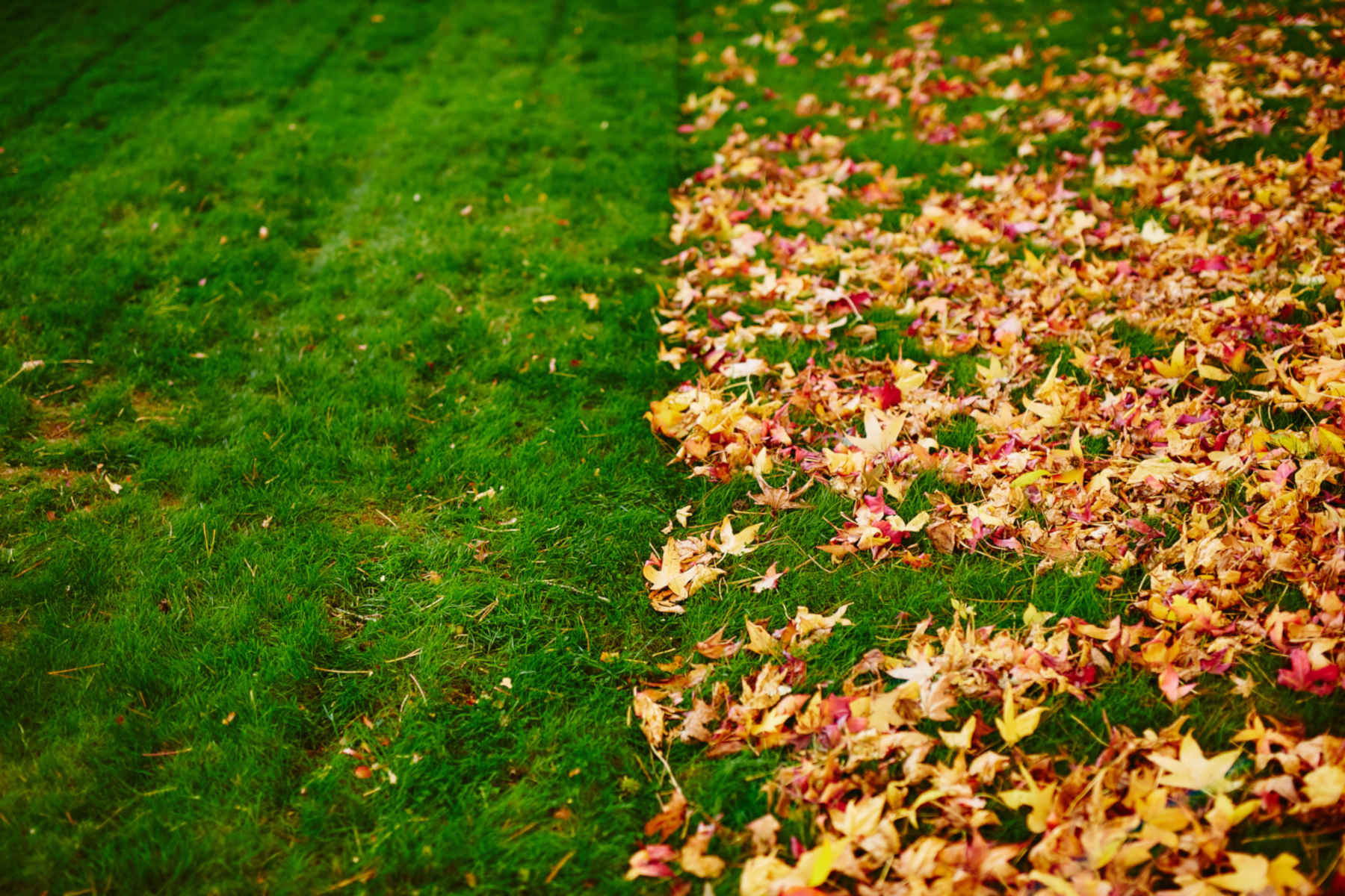 Leaf Removal in Ashland example 6