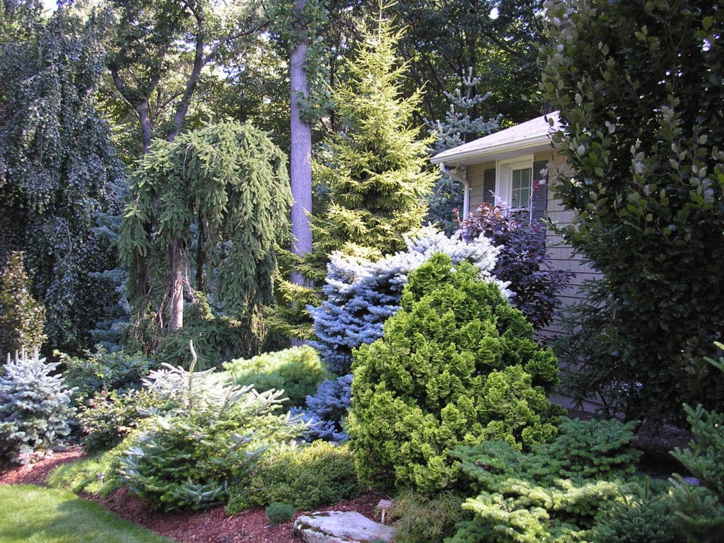 Tree & Shrub Planting in Short Pump example 2