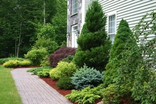 Tree & Shrub Planting in Short Pump example 9