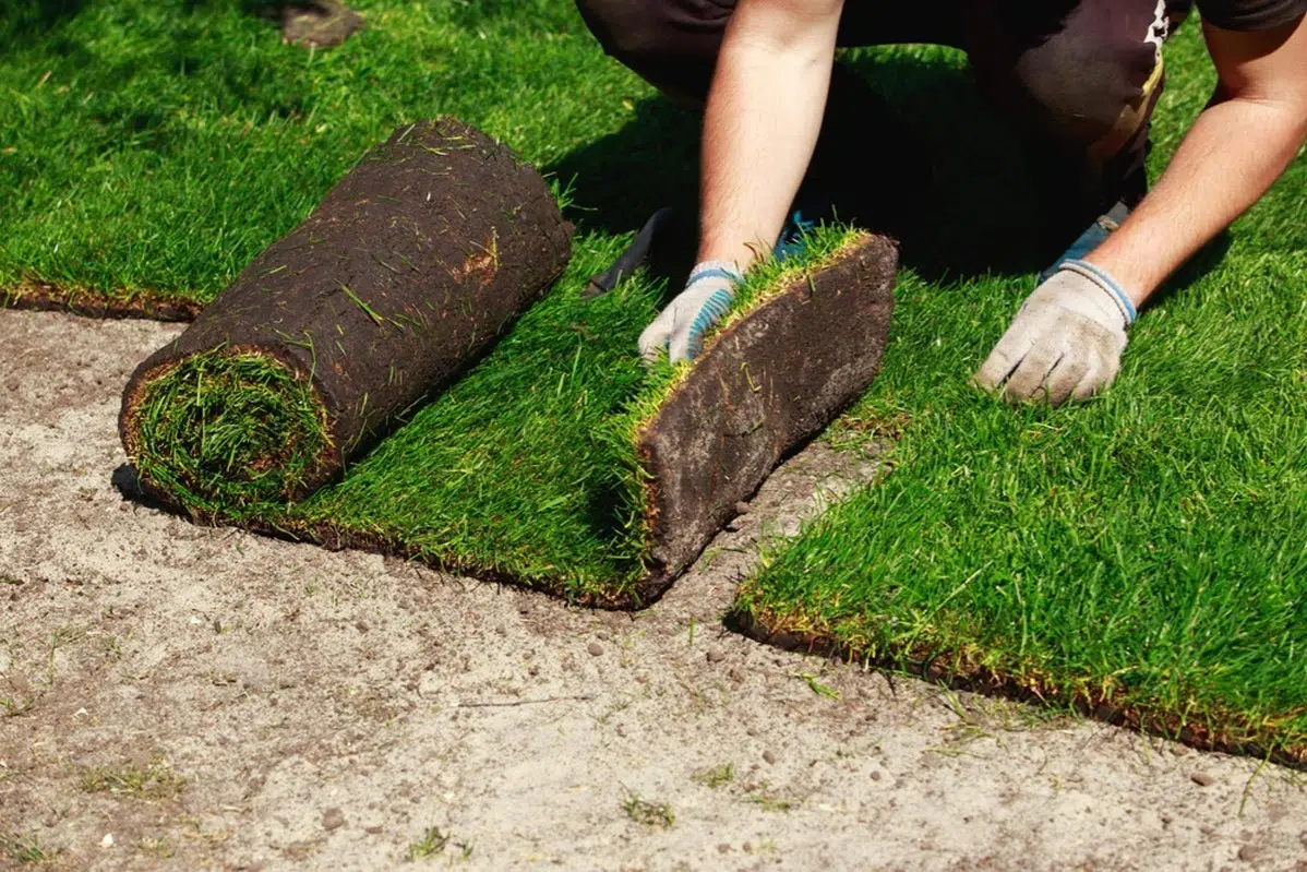 Sod Installation in Innsbrook example 5